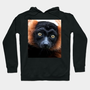 Red Ruffed Lemur Portrait Hoodie